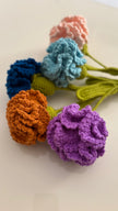 Carnation Flower