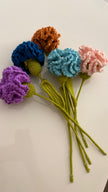 Carnation Flower
