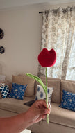 Tulips Flower