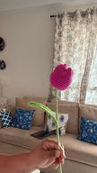 Tulips Flower